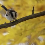 2017年に撮影したエナガです