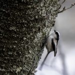 2018年に宮城県で出会ったエナガです