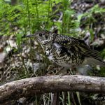 3018年に宮城県で出会ったトラツグミです