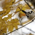 2017年に撮影したエナガです