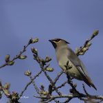 2017年、宮城県で出会ったヒレンジャクです
