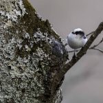 2018年に宮城県で出会ったエナガです