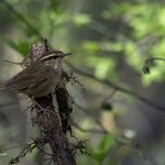 2018年に宮城県で撮影したウグイスです