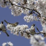 2018年に出会った宮城のスズメです