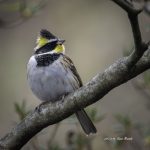 2017年、宮城県で撮れたミヤマホオジロです