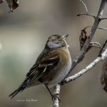 2017年に撮影したアトリです