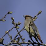 2017年、宮城県で出会ったヒレンジャクです