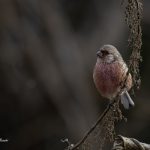 2018年、宮城県で撮影したベニマシコです