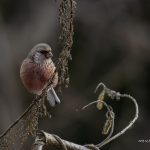 2018年、宮城県で撮影したベニマシコです