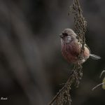 2018年、宮城県で撮影したベニマシコです