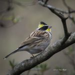 2017年、宮城県で撮れたミヤマホオジロです