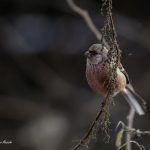 2018年、宮城県で撮影したベニマシコです