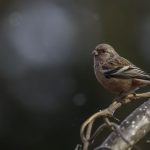 2018年、宮城県で撮影したベニマシコです