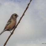 2018年、宮城県で撮影したベニマシコです