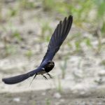 2018年に撮影したツバメの飛翔写真です