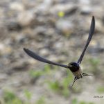 2018年に撮影したツバメの飛翔写真です