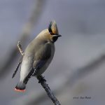 2017年、宮城県で出会ったヒレンジャクです