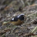 2017年、宮城県で出会ったジョウビタキです