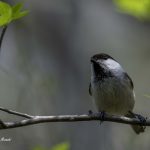 2018年に宮城県で撮影したコガラです