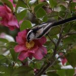 2018年に宮城県で出会ったエナガです