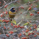 2017年、宮城県で出会ったジョウビタキです