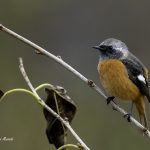 2018年に出会ったジョウビタキです