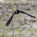 2018年に撮影したツバメの飛翔写真です