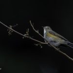 2018年、宮城県で撮影したルリビタキです