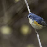 2018年、宮城県で撮影したルリビタキです
