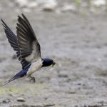 2018年に撮影したツバメの飛翔写真です