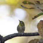 2017年、宮城県で出会ったメジロです