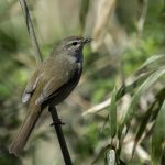2018年に宮城県で撮影したウグイスです