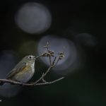 2018年、宮城県で撮影したルリビタキです