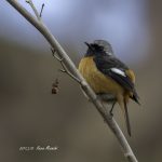 2017年、宮城県で出会ったジョウビタキです