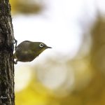 2017年、宮城県で出会ったメジロです