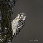 2017年に出会ったコゲラです