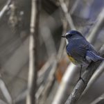 2018年、宮城県で撮影したルリビタキです