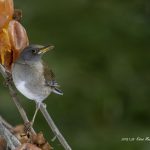 2018年に宮城県で出会ったシロハラです。