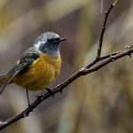 2018年に出会ったジョウビタキです