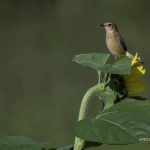 2018年に宮城県で出会ったノビタキです