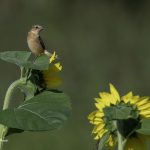 2018年に宮城県で出会ったノビタキです