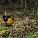 2017年に出会ったキビタキです