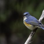 2018年、宮城県で撮影したルリビタキです