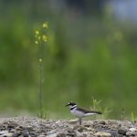 2018年に宮城県で出会ったコチドリです