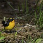 2017年に出会ったキビタキです