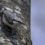 2018年に宮城県で撮影したゴジュウカラです