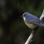 2018年、宮城県で撮影したルリビタキです