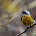 2018年に出会ったジョウビタキです