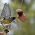 2018年に宮城県で撮影したアカハラです