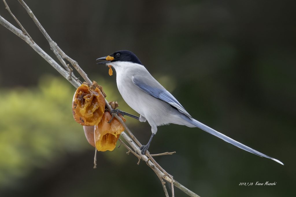2018年に宮城県で出会ったオナガです
